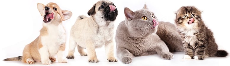 2016 overview pet food