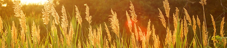 feed formulation software future