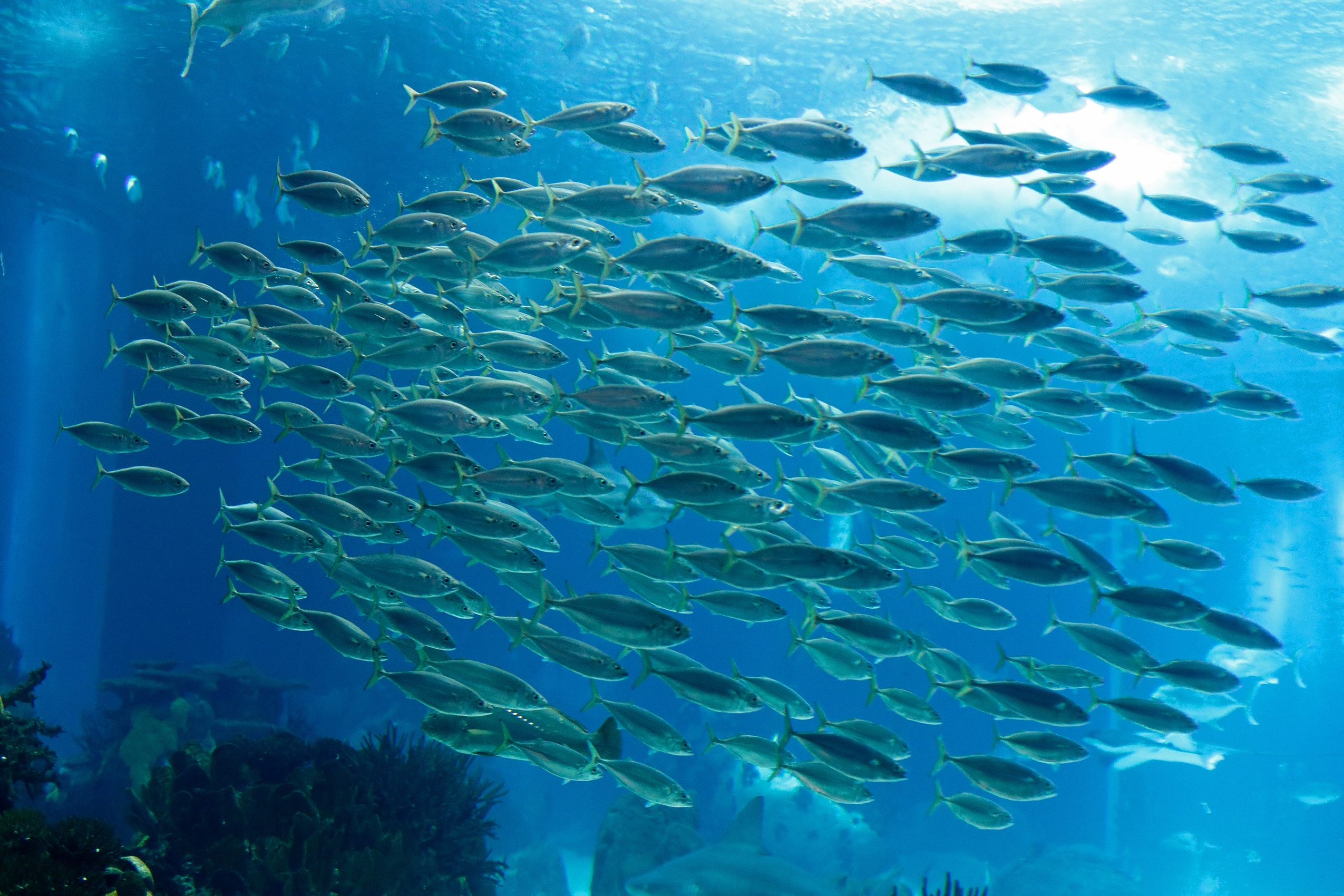 aquafeed-GettyImages-480253357-1